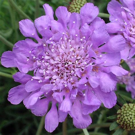 Butterfly Blue Pincushion Flower