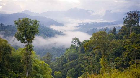 The tropical rainforest is a hot, moist biome where it rains all year long. Rain Forest Rescue