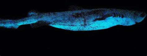 three new glow in the dark shark species discovere