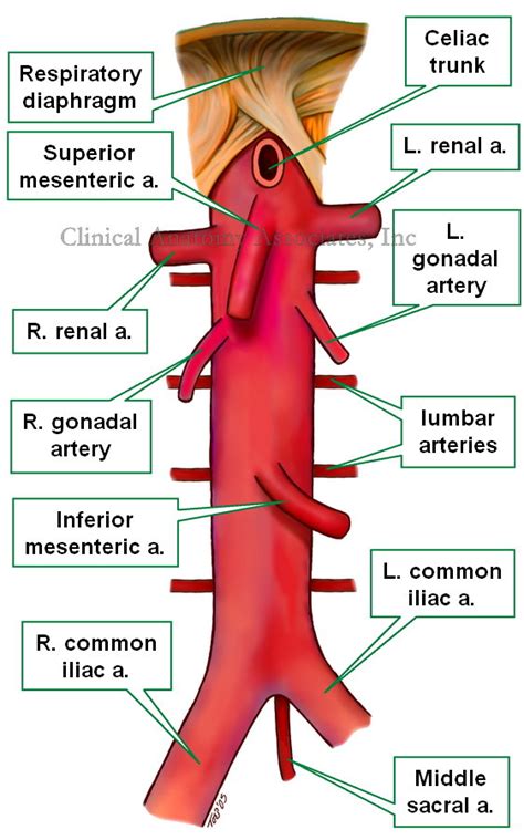 The Abdominal Aorta Divides Into Two Branches Before Entering The Legs