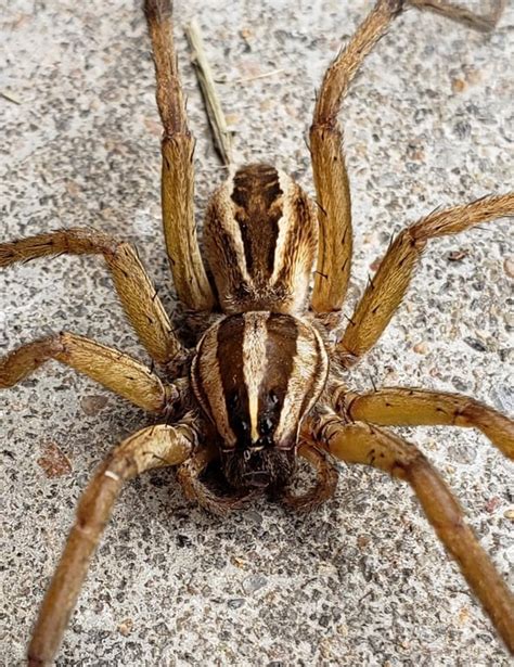Missouri Wolf Spider That Just Chased My Kids Out Of The Garage Rspiders