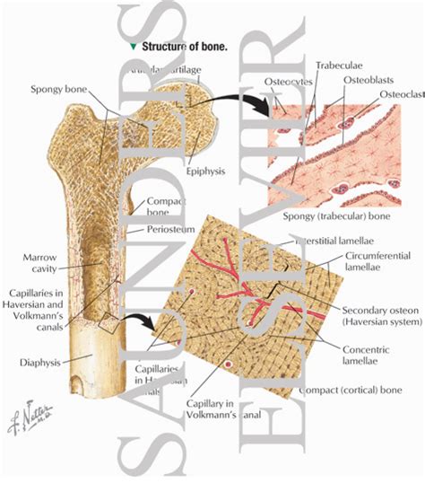 Maybe you would like to learn more about one of these? Illustrations in Histology - Ovalle 1E