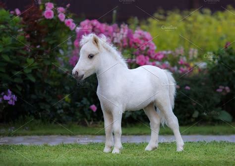 White Foal American Miniature Horse Cute Baby Horses Cute Horses