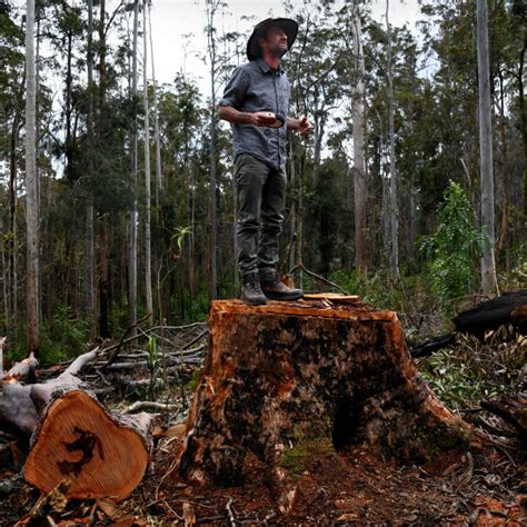 Logging Fierce Forest Wars Reignite In Nsw