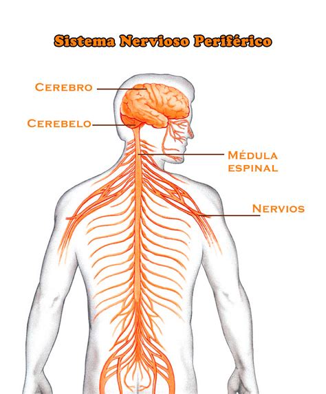 Sistema Nervioso Mind Map