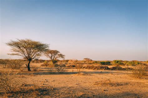 African Savanna Background Stock Photos Pictures And Royalty Free Images