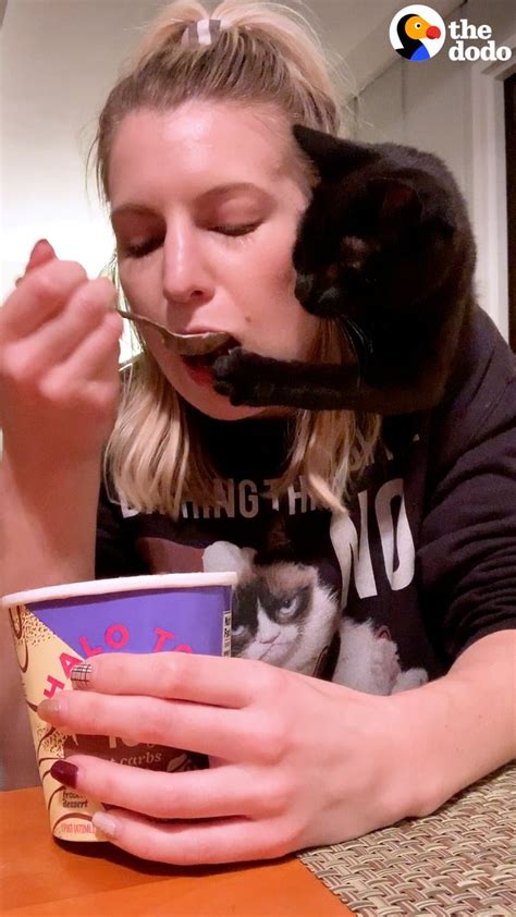 The Dodo On Twitter Nothing Will Stop This Cat From Stealing His Moms Food — Watch His