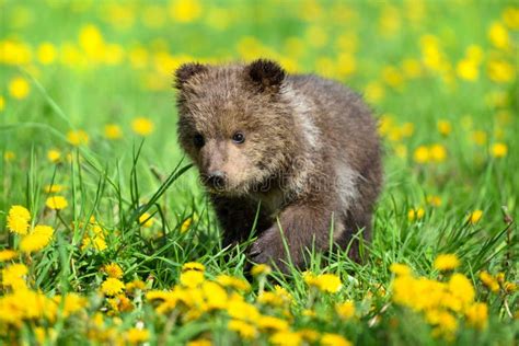 Cute Little Brown Bear Cub Playing On A Lawn Stock Image Image Of