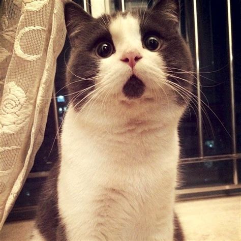 Kitty Has A Face That Looks Forever Surprised In These Cute Photos