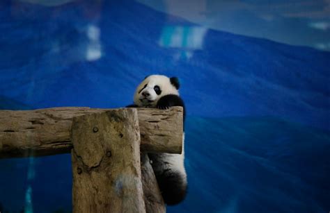 Six Month Old Panda Yuan Zai Unveiled To Adoring Public At Taiwans