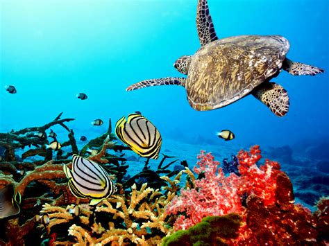 Caribbean Sea Turtle Download Hd Wallpapers And Free Images
