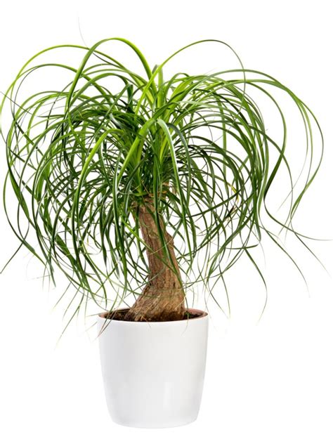 Ponytail Palm Tree Information How To Care For A Ponytail Palm Gardening Know How