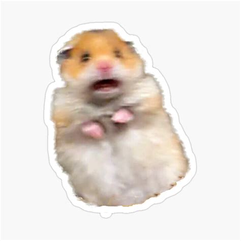 Screaming Hamster Meme Captions Beautiful