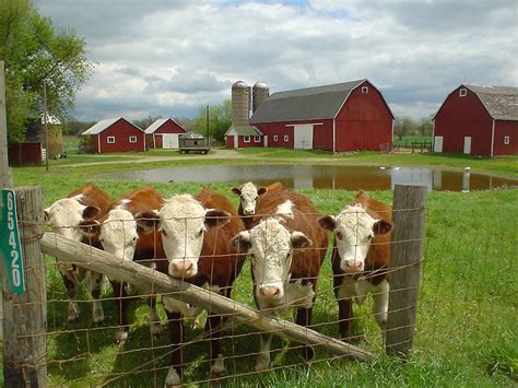 4h Farm Of The Year By Larry Sobczak Cow Farm Farm Life
