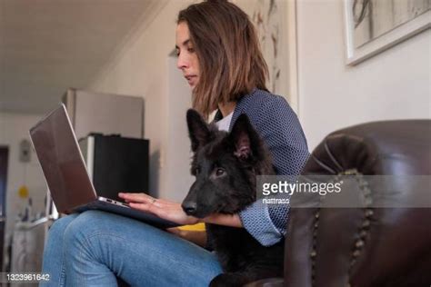 Dog Distraction Photos And Premium High Res Pictures Getty Images