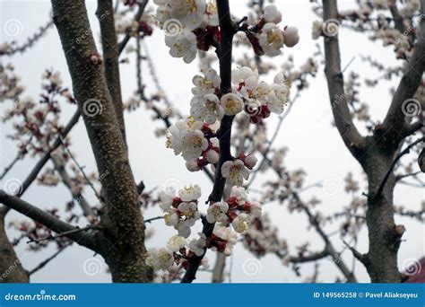 Apricot Tree In Bloom Stock Photo Image Of Garden Natural 149565258