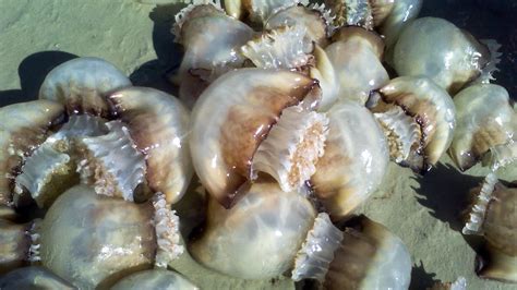 Southern Fishermen Cash In On Asia S Taste For Jellyfish Wjct News