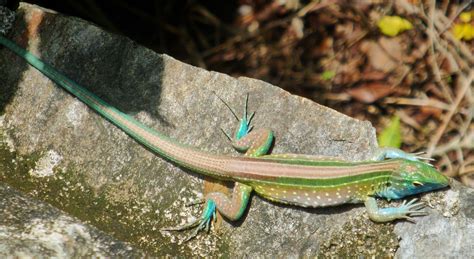 Cnemidophorus synonyms, cnemidophorus pronunciation, cnemidophorus translation, english dictionary definition of cnemidophorus. File:Cnemidophorus lemniscatus (02).JPG - Wikimedia Commons