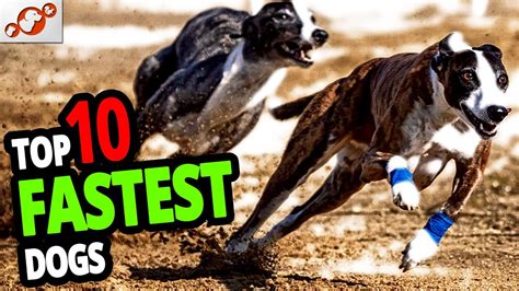 🐕 Fastest Dogs Top 10 Fastest Dog Breeds In The World Youtube
