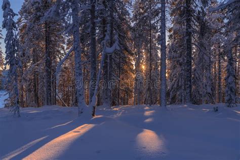 The Winter In Lapland Norrbotten North Of Sweden Frozen Trees With