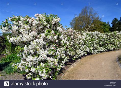 Malus Evereste Crab Apple Hedge In Blossom At Rhs Garden Harlow Carr