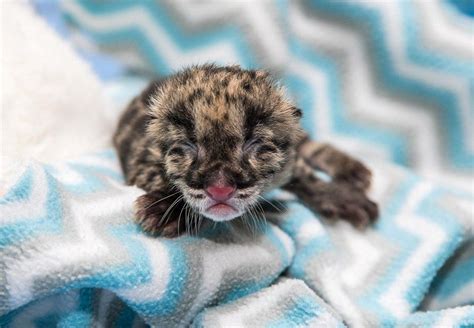 Adorable Clouded Leopard Cub Makes History Cbs News