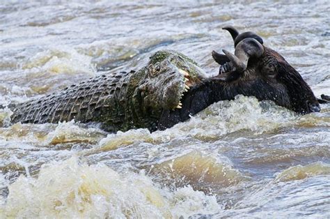 Check spelling or type a new query. Gnu divorato dal coccodrillo