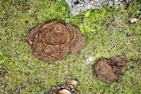 Cow Dung Dry Cow Patty On Forest Floor With Leaves In Fall In Oquirrh