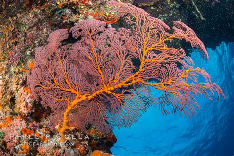 Plexauridae Sea Fan Gorgonian Alcyonacea Soft Coral Fiji Gorgonacea