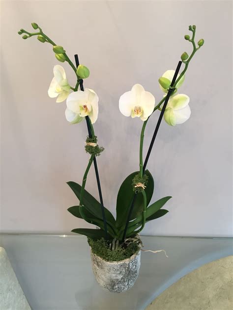 Award winning florist and florist of the year!!! Lucy- elegant orchid flower delivery-Fabulous Floristry by ...