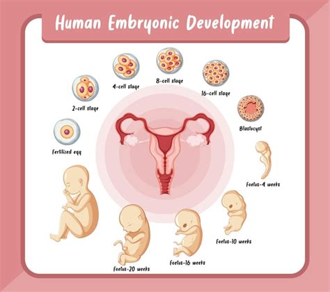 Desarrollo Embrionario Humano En Infograf A Humana Vector Gratis