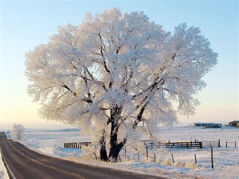 Snow White Tree Winter Hd High Definition Wallpapers ~ Amazing
