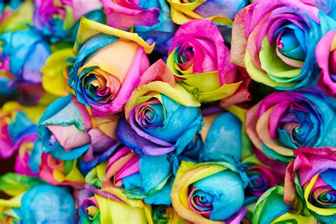 How Florists Dye Flowers Proflowers Blog