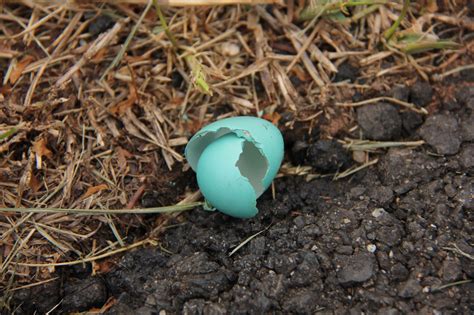In nature, eggs vary from region to region as well as from bird to bird. Notes from the Meadow: Eggs of Blue