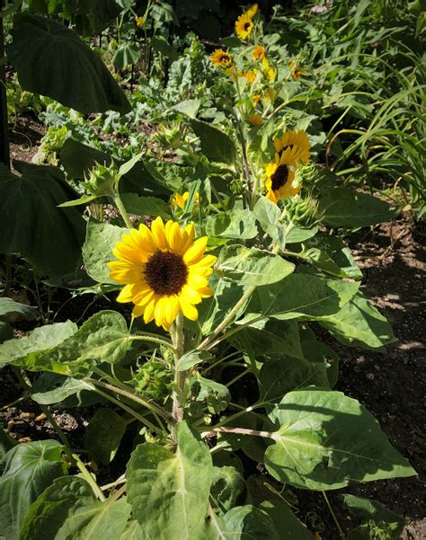 A Row Of Dwarf Sunflowers Looking Into The Sun