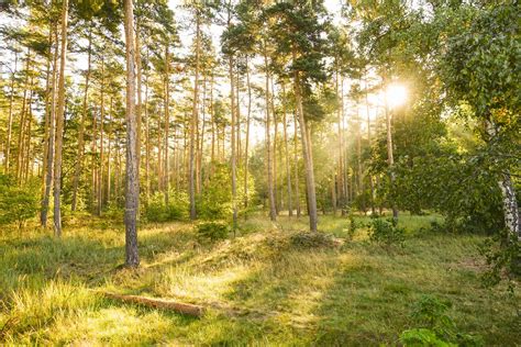Sunny Forest Scenery Free Photo Download Freeimages