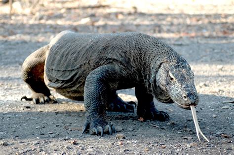 Самые новые твиты от um dragão de komodo (@qwala): O Livro da Natureza: Dragão de Komodo