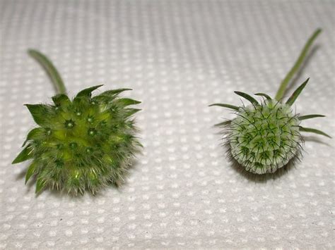 Comparison Of Seed Heads Left Field Scabious Knautia Ar Flickr