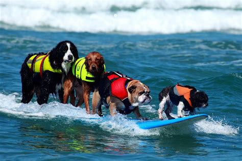 You Can Teach Your Dog How To Surf Latf Usa