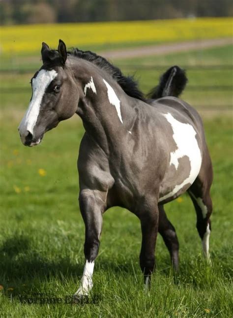Beautiful Grulla Paint Horse By Ora Heart Of A Horse Horses
