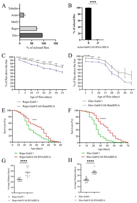 cells free full text drosophila d idua reduction mimics mucopolysaccharidosis type i disease