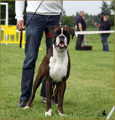 Usd 497 is an equal opportunity employer and will not discriminate in its employment, admissions, placement, recruitment and educational practices and policies. Pin by Katy Janousek on Boxer | Boxer dogs, Boxer puppies ...