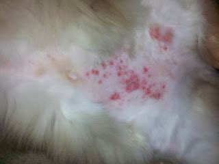 Allergic disorders usually develop after a cat has. Eosinophilic Granuloma Complex - Natural treatment for ...