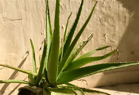 Causes Of A Dying Aloe Vera Plant How To Revive It School Of Garden