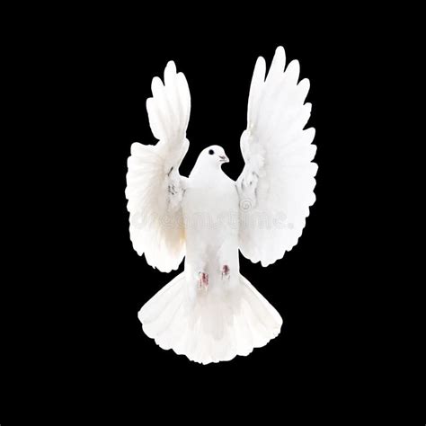 White Dove On A White Background Stock Photo Image Of Hope Flight