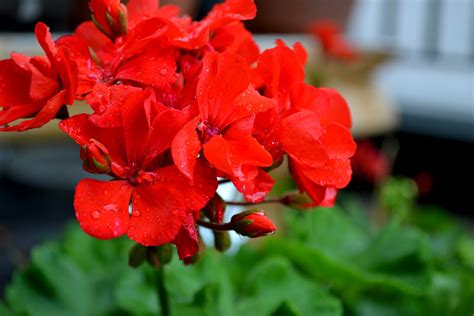 They'll likely be captivated by the raw beauty of our floral arrangements. Heart of Gold: Summer Flowers