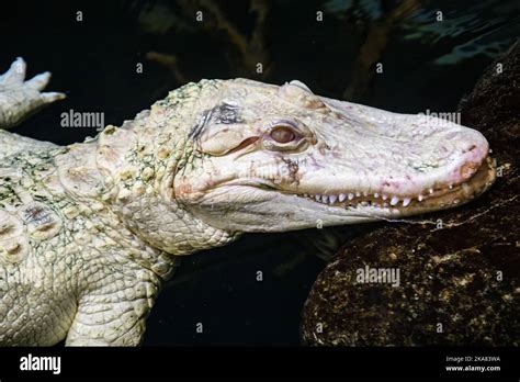 The Closeup Image Of Albino American Alligator Alligator
