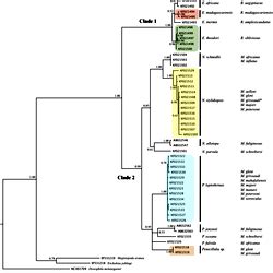 Phylogenetic Tree Based On Mitochondrial Sequences COI