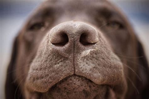 Remedies For Dogs Dry Nose Remedies For Dogs