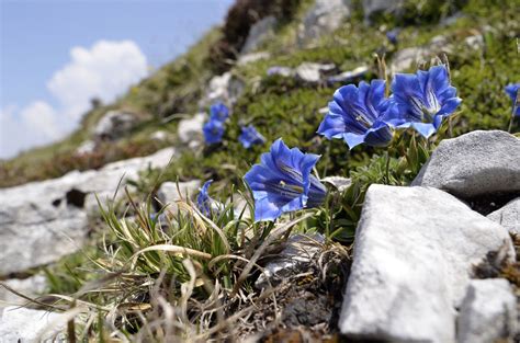 What Flowers Are Naturally Blue Hunker Gentian Flower Blue